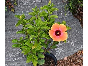 Hibiscus 'Painted Lady' (3G)